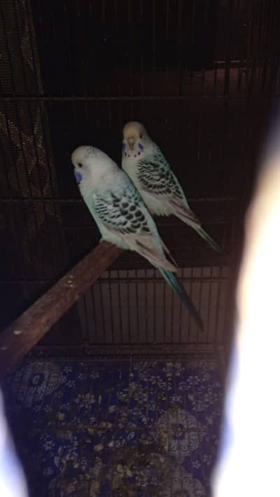 T. C. B opline mutation working breeder pair currently laid eggs