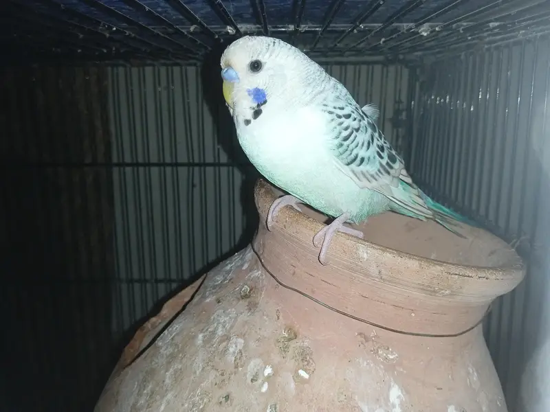 T. C. B opline mutation working breeder pair currently laid eggs — photo 2