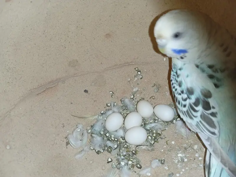 T. C. B opline mutation working breeder pair currently laid eggs — photo 3