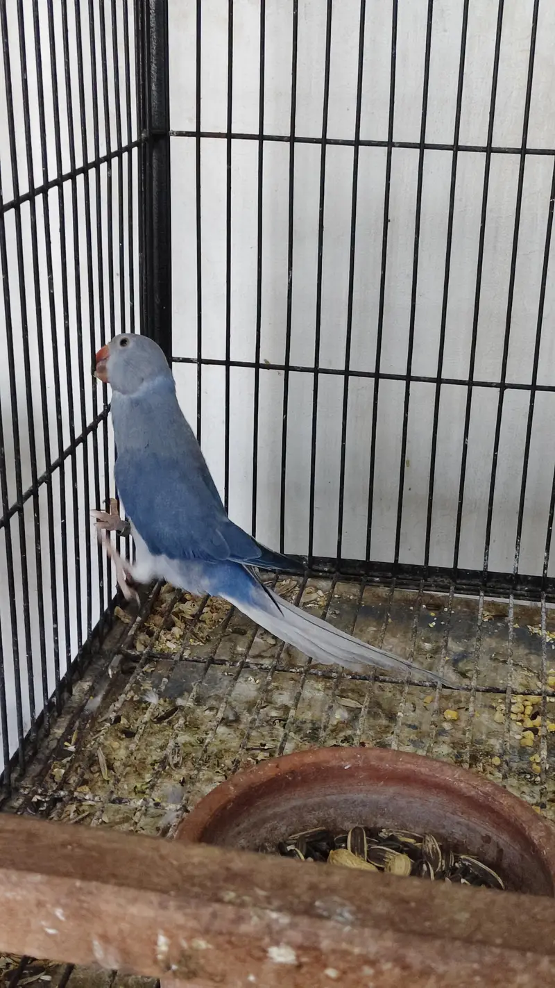 voliet clear tail — photo 3