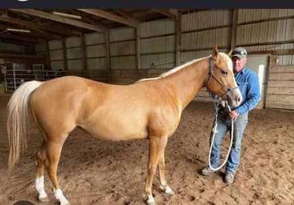 Horses for sell