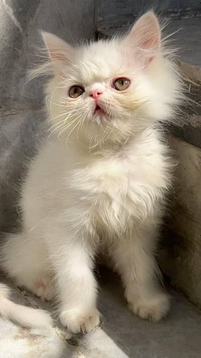 pikky kittens for sale