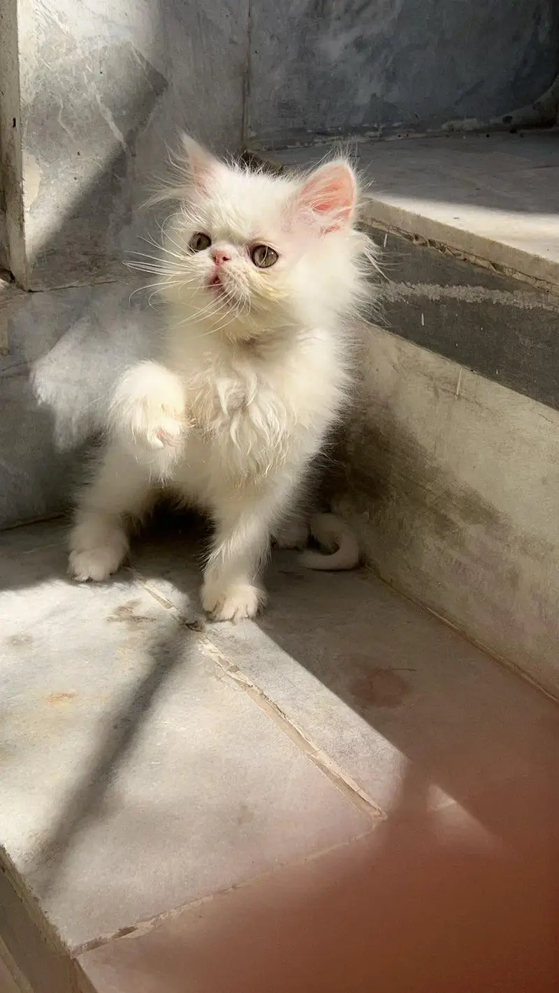 pikky kittens for sale — photo 2