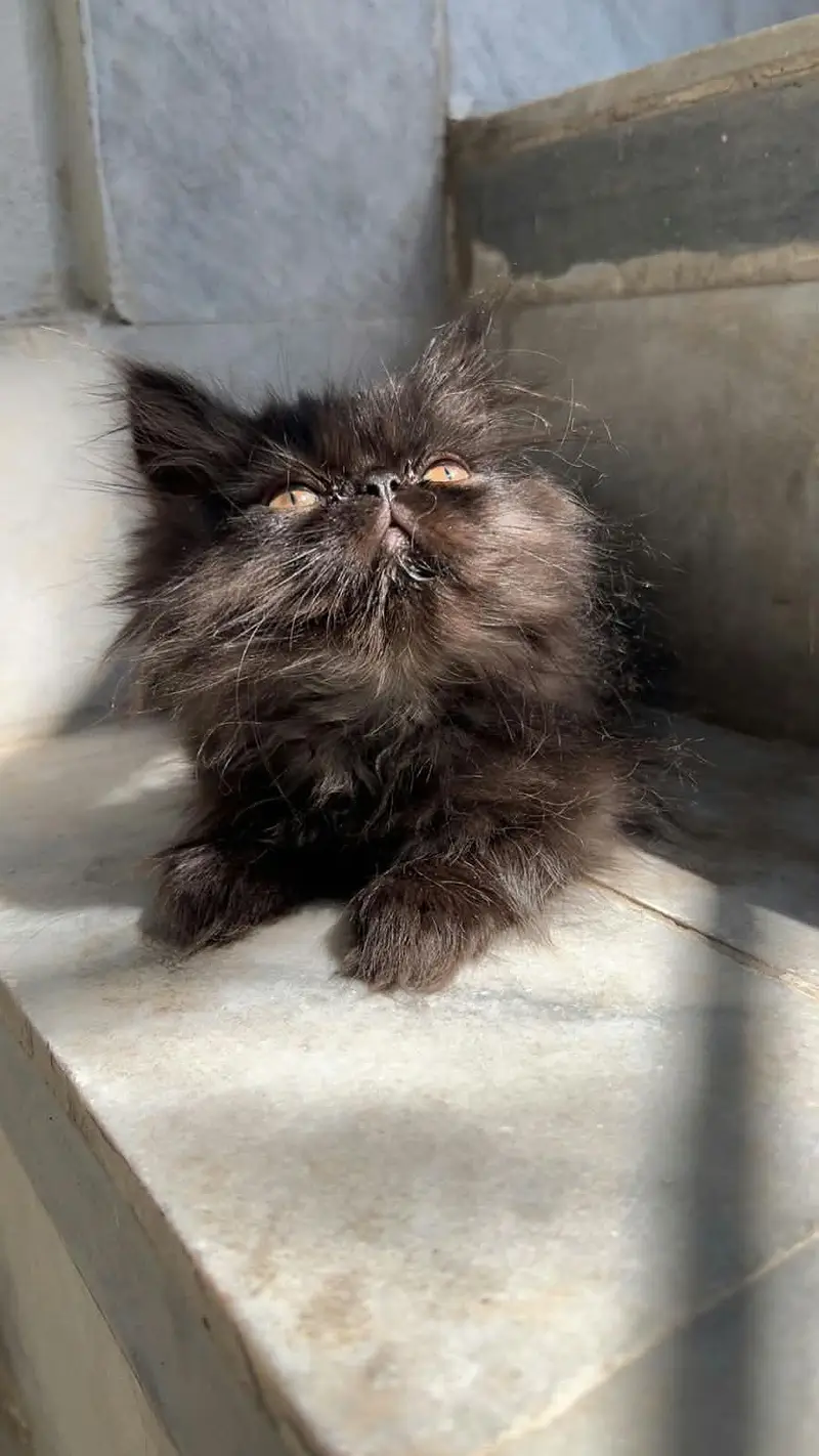 pikky kittens for sale — photo 3
