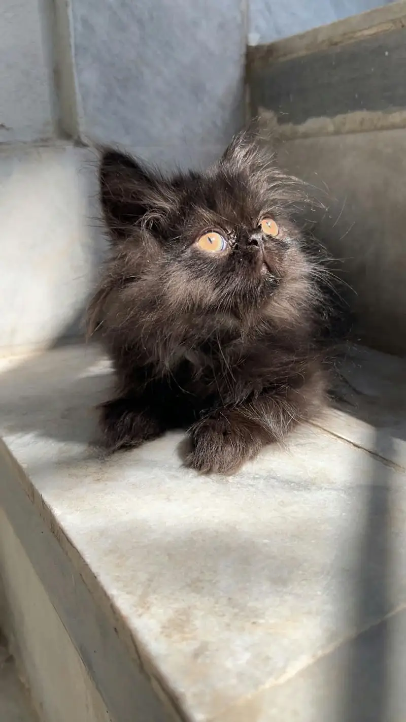 pikky kittens for sale — photo 4