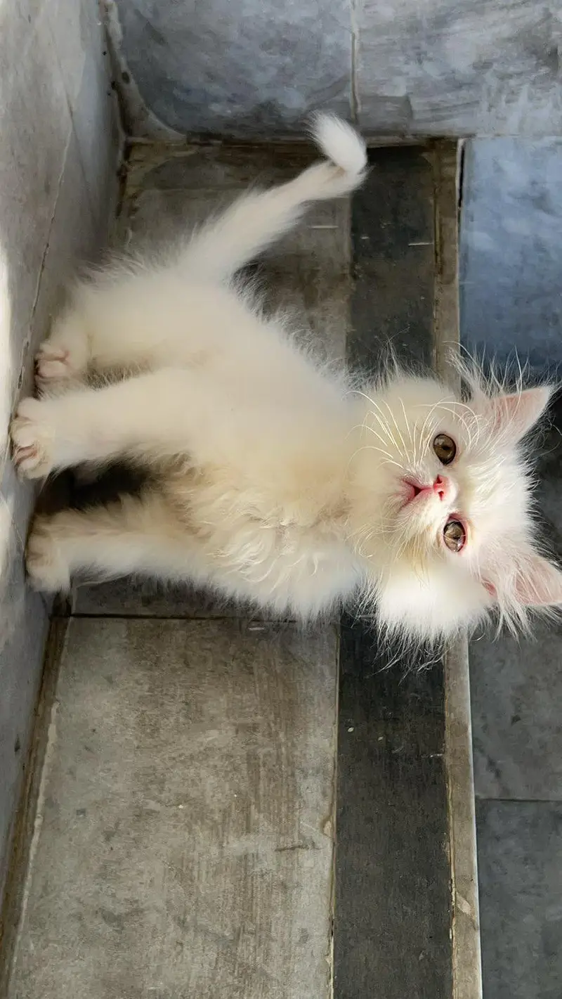 pikky kittens for sale — photo 5