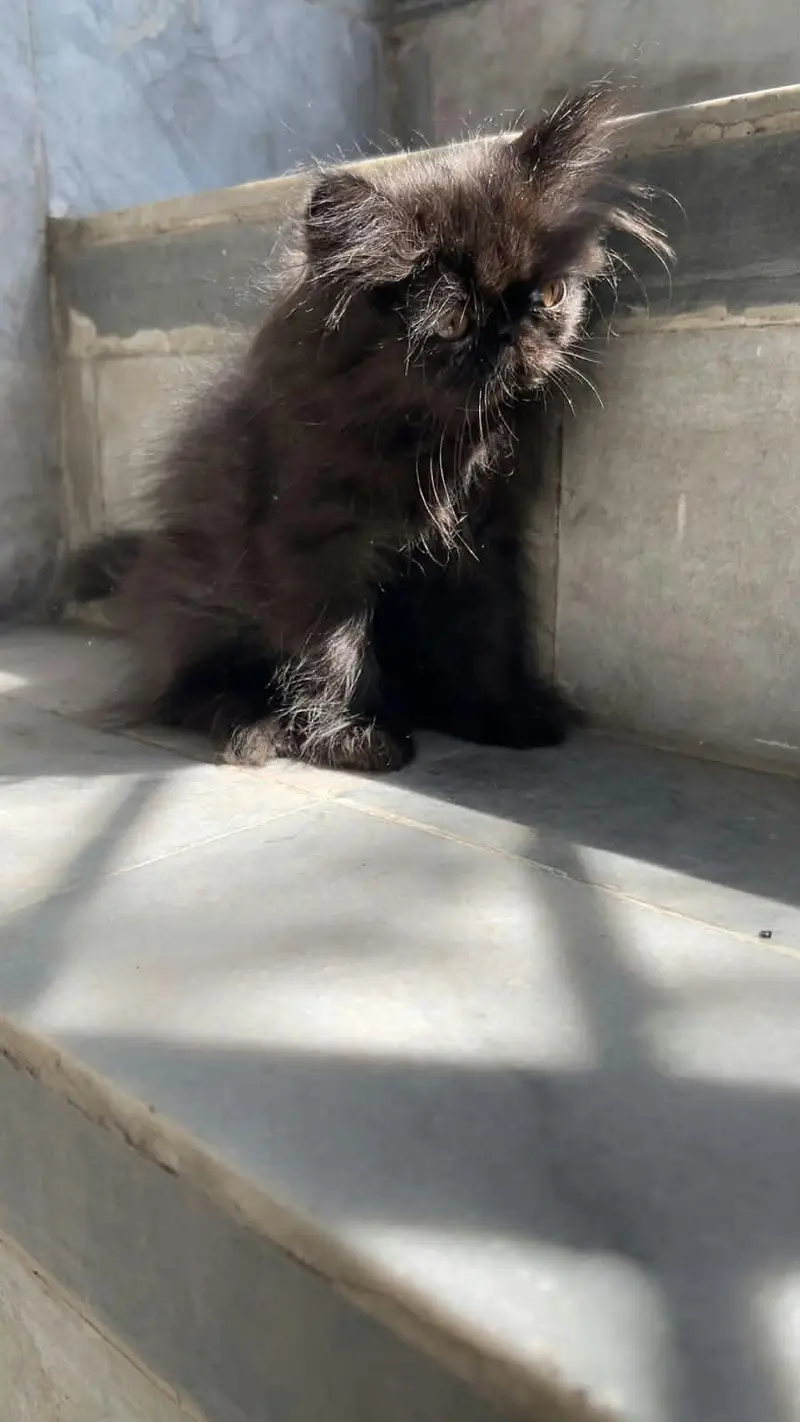 pikky kittens for sale — photo 6