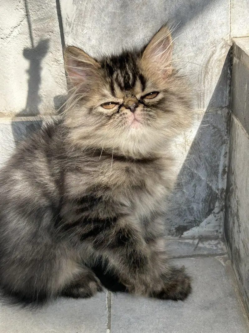 pikky kittens for sale — photo 7