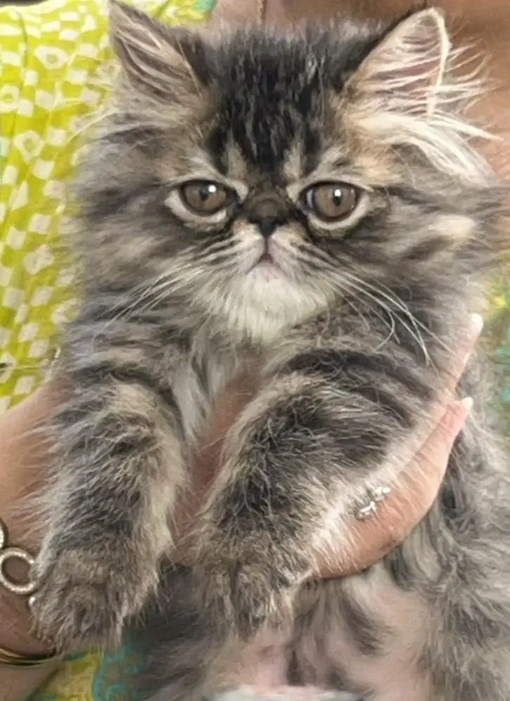 pikky kittens for sale — photo 8