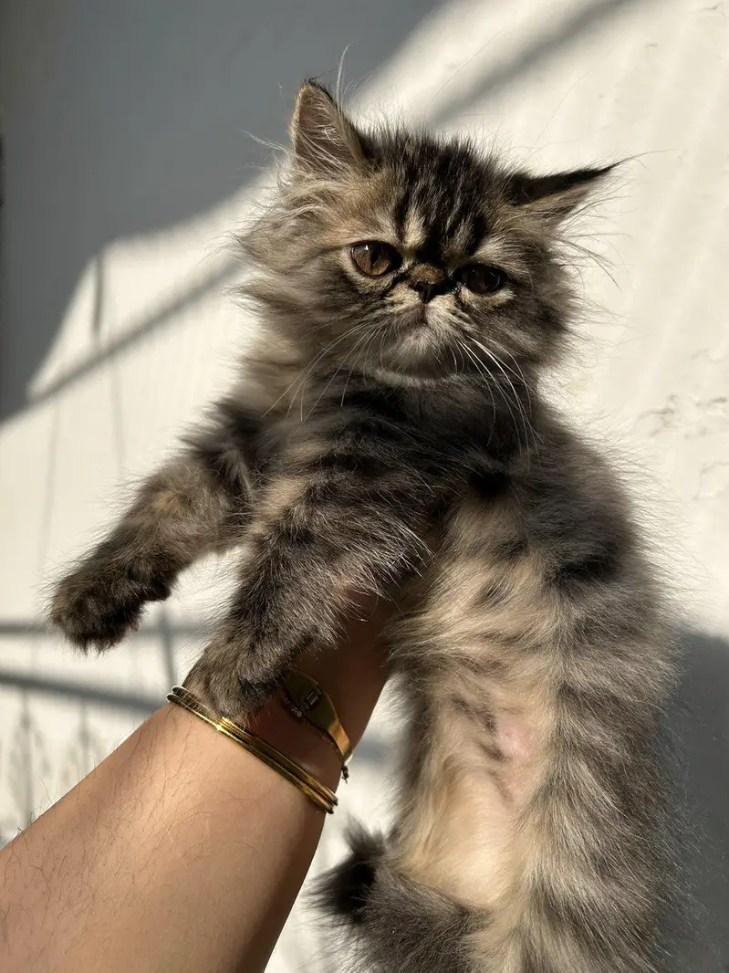 pikky kittens for sale — photo 9