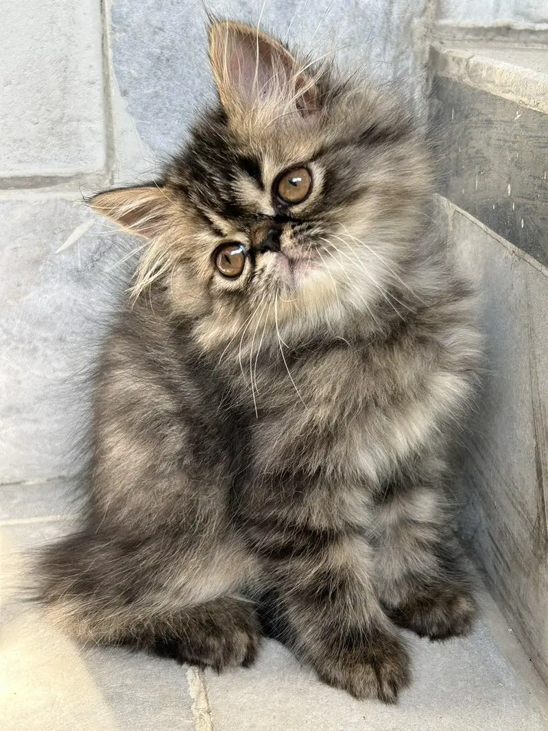 pikky kittens for sale — photo 10