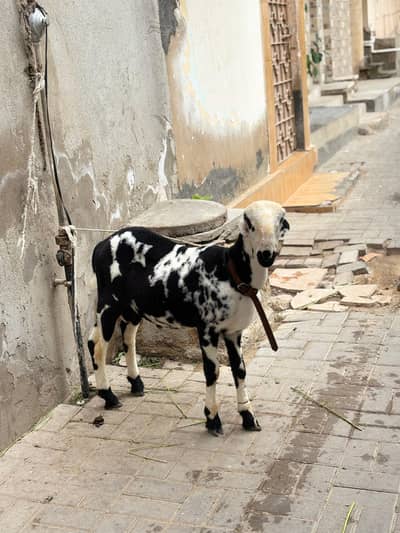 Dumba For Sale
