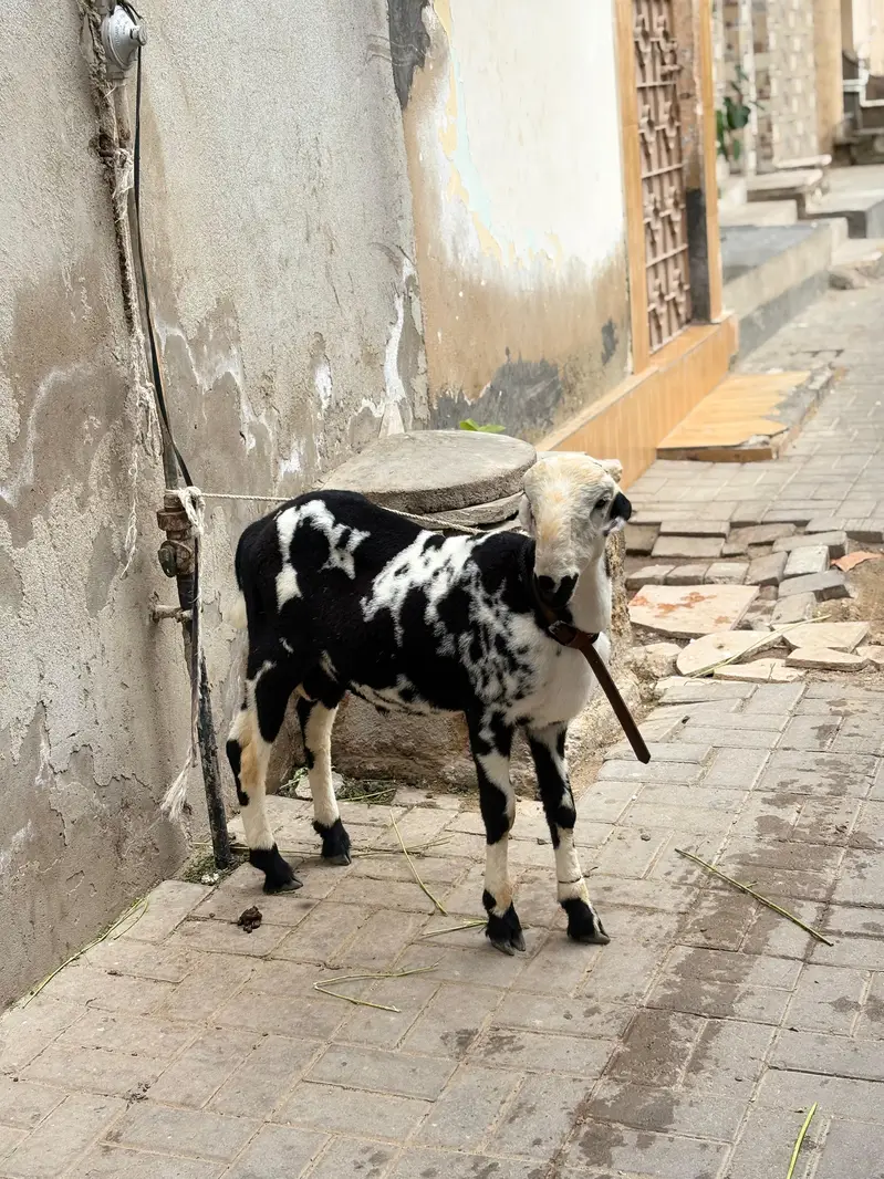 Dumba For Sale — photo 2