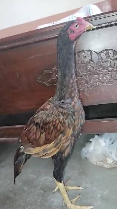 shajra aseel patha