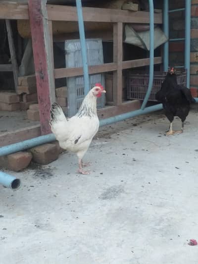 Desi Kurak Huny wali Murgia