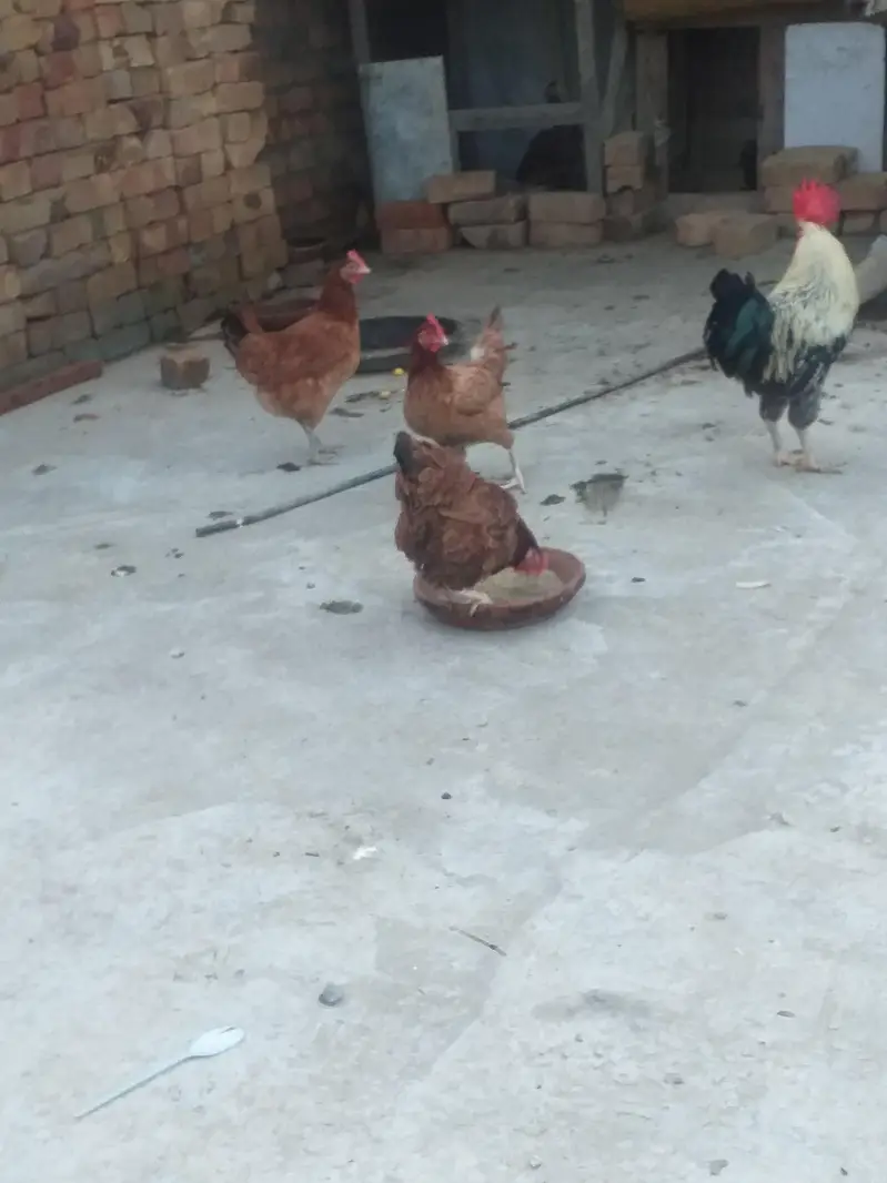 Desi Kurak Huny wali Murgia — photo 2
