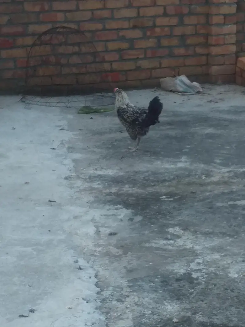 Desi Kurak Huny wali Murgia — photo 3