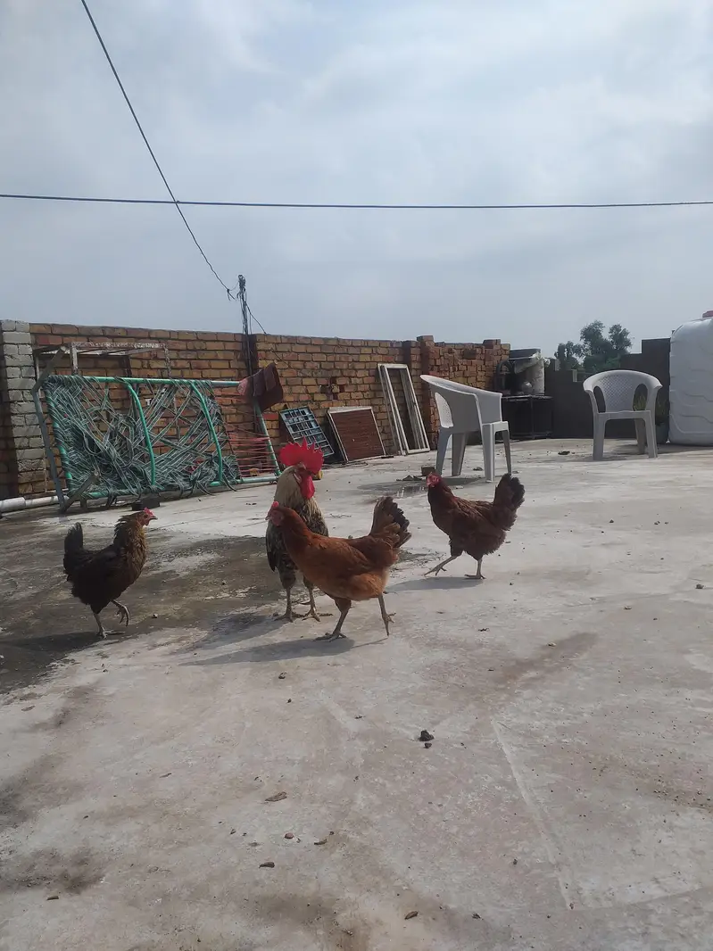 Desi Kurak Huny wali Murgia — photo 5