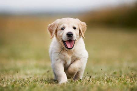 labdoor retrieve female puppy for sale
