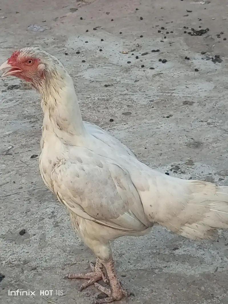 aseel heera — photo 2