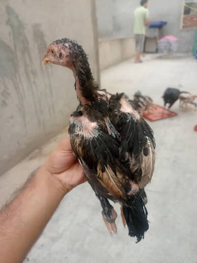 Pakistani chicks