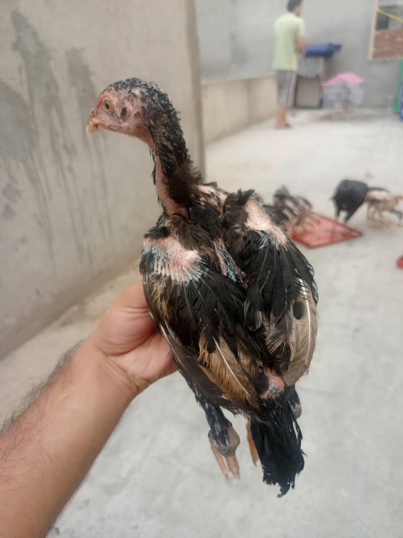 Pakistani chicks 0