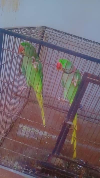 Mashallah full big size brredr pair