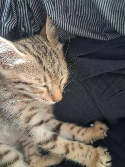 stray cat available for purchase