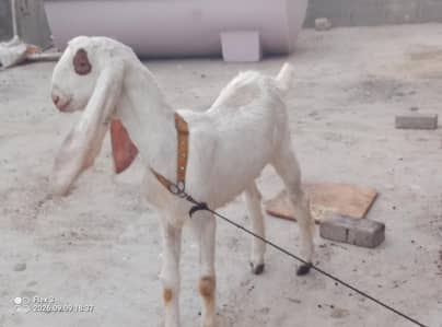 rajanpure