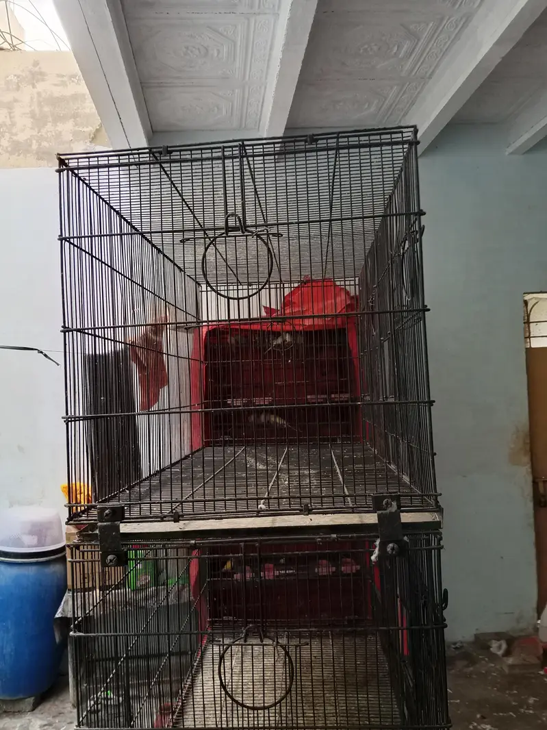 master Cage pinjra — photo 4