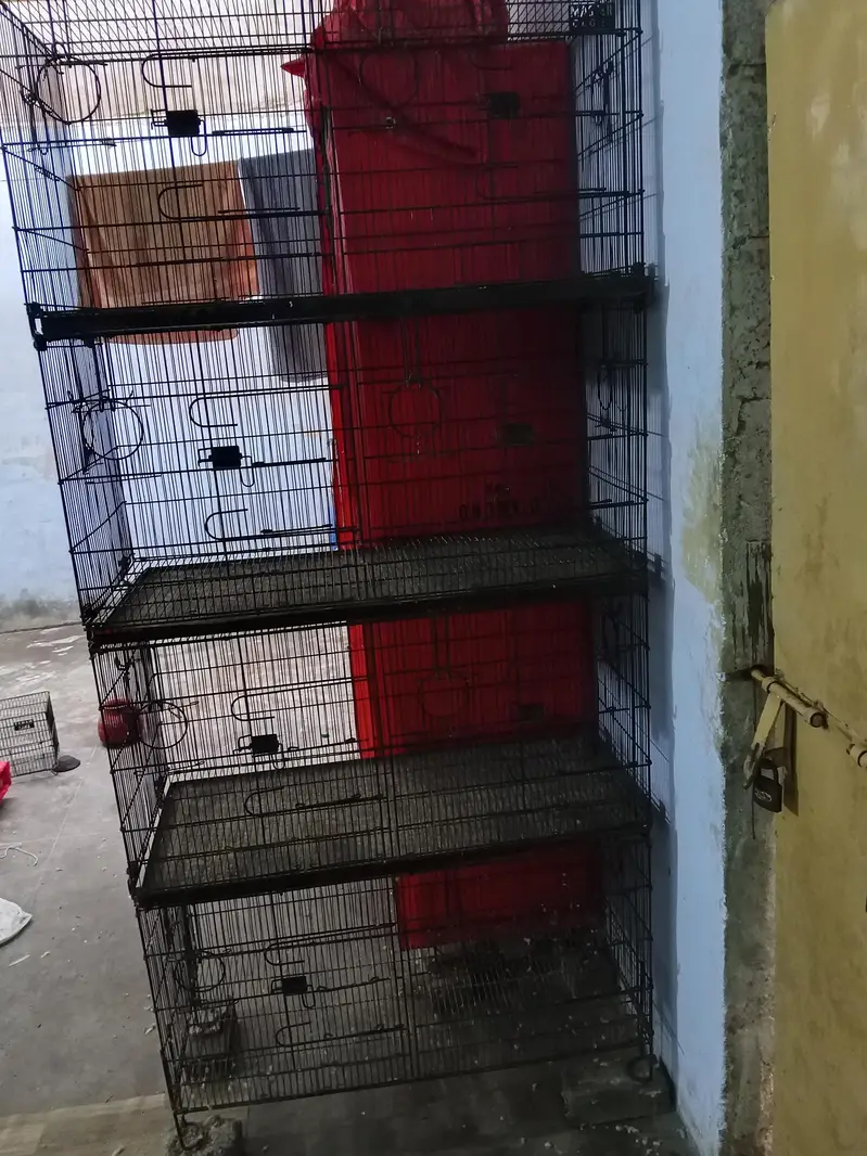master Cage pinjra — photo 6