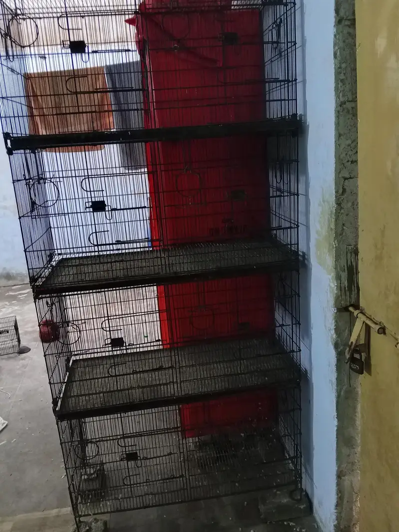 master Cage pinjra — photo 7