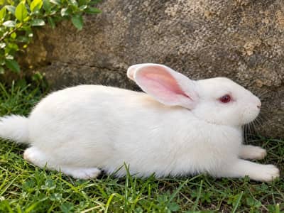 Waite color rabbit