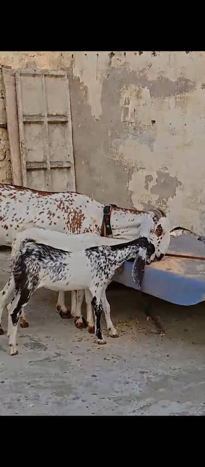 Makhi Cheeni With Male Female Babies