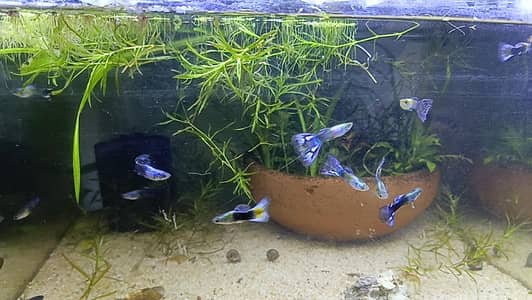 Black Moscow, Avatar Guppy, Shrimp All Color