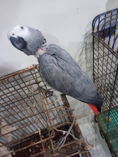 African grey parrot