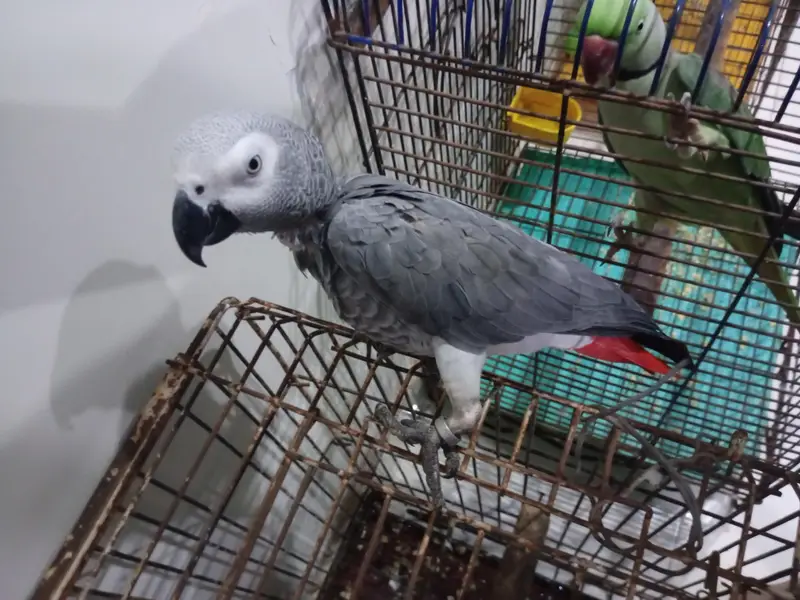 African grey parrot — photo 3