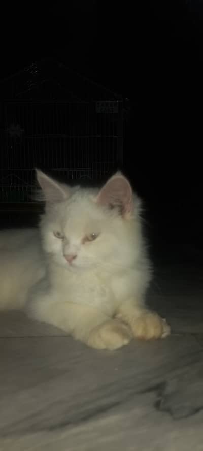 Persian cat