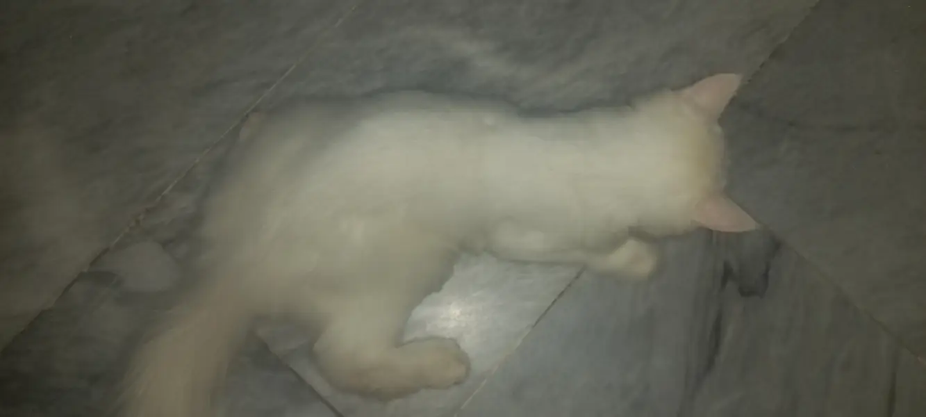 Persian cat — photo 2