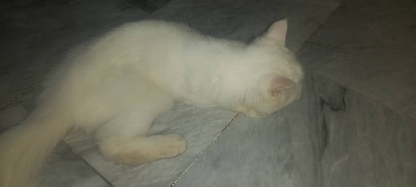 Persian cat 2