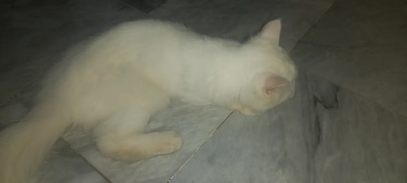 Persian cat — photo 3