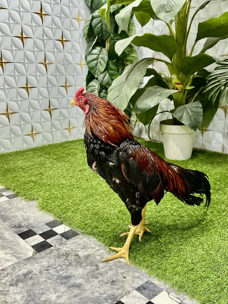Aseel Thai ghar ka pata ha — photo 2