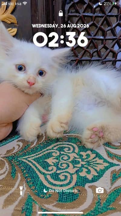 Persian kittens