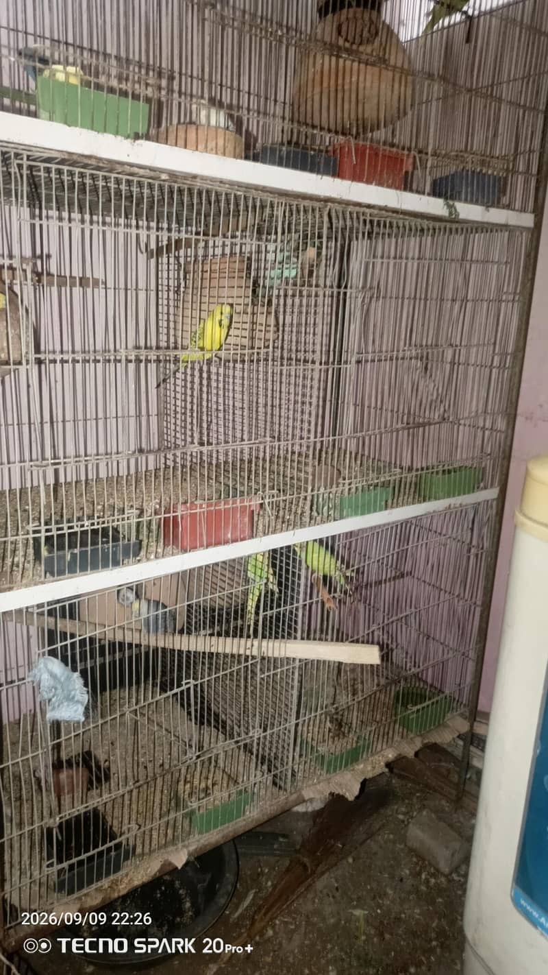 cages 1