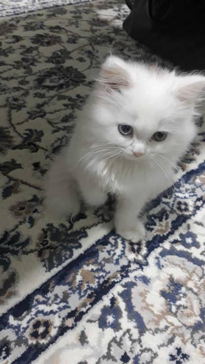 Persian kittens