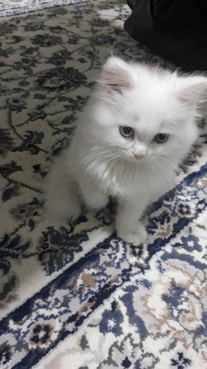 Persian kittens 0