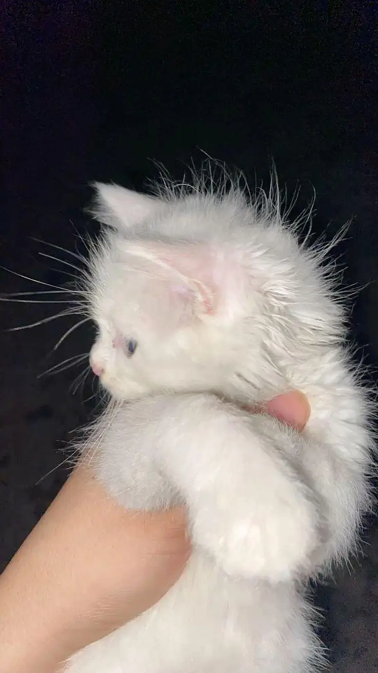 Persian kittens — photo 2