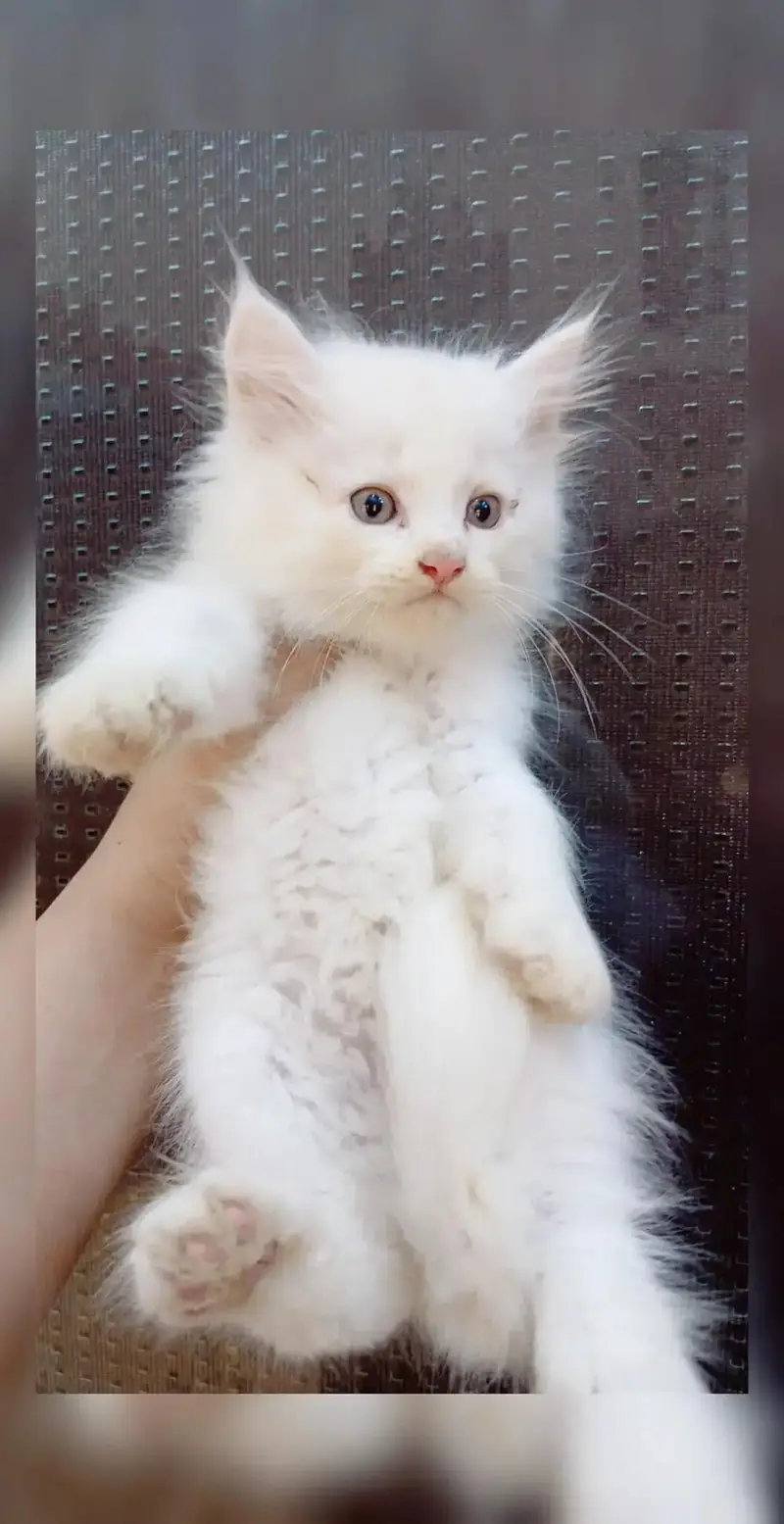 Persian kittens — photo 4