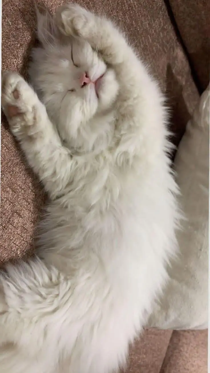 Persian kittens — photo 5