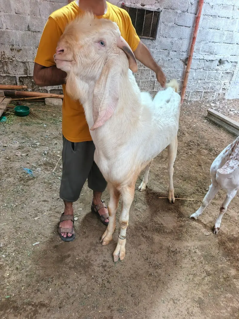 Bakra 4 danth for sale